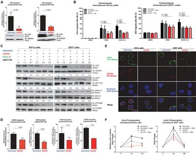 Hematopoietic Cell Kinase (HCK) Is a Player of the Crosstalk Between Hematopoietic Cells and Bone Marrow Niche Through CXCL12/CXCR4 Axis